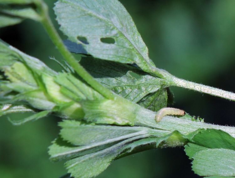 Alfalfa weevil larva and feeding damage on alfalfa tip.