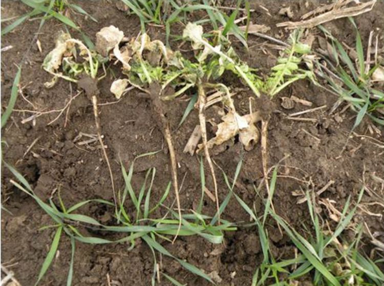 Oilseed radish can be planted as a cover crop to help control soil-borne pests including nematodes. Photo credit: Dean Baas, MSU