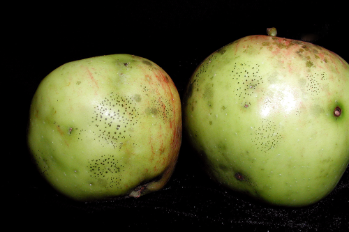  Flyspeck colonies appear as distinct groupings of shiny, black fungal bodies on the fruit surface. 