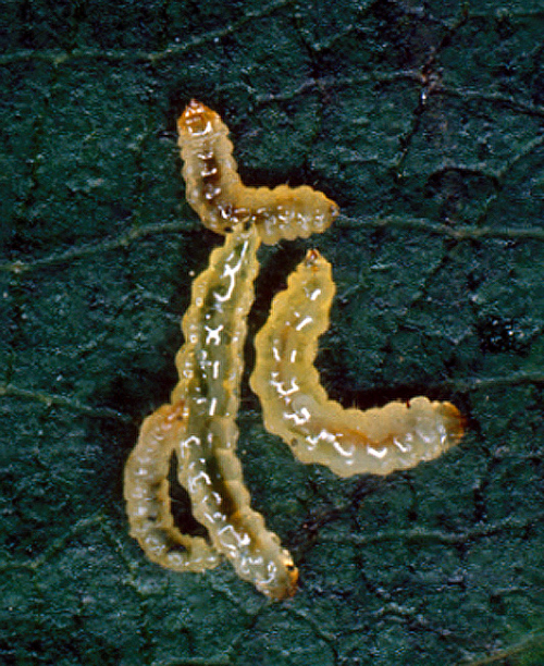  Larva is transparent in early instars and turns opaque, greenish-white when full-grown. 