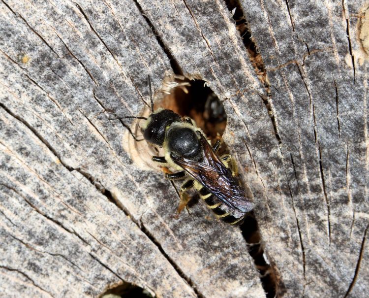 Leafcutter bees using a drilled-hole nest. Photo credit: Jason Gibbs, MSU