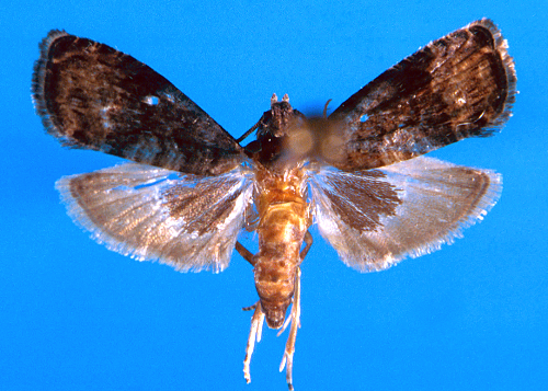 Adult is a small, brownish-gray moth with a median gray band on the forewings and a dark spot at the base of the hind wings. 