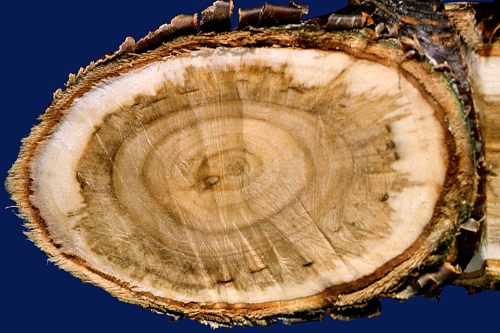 A cross-section of an infected limb shows darkened wood from wood-rotting fungi.