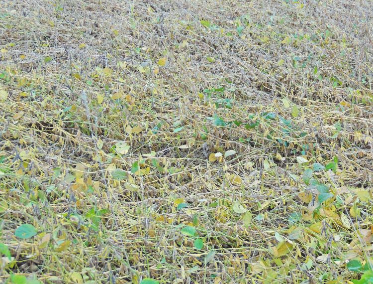 Badly lodged soybean field