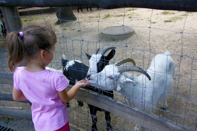 Simple precautions make petting zoo visits safe and successful for all.