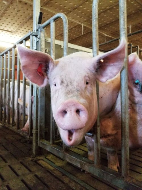Pig on French farm.