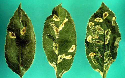 The last two instars feed more on the leaf tissues, creating mines that appear as clear, blotchy swellings on the upper leaf surface and gray on the underside. 