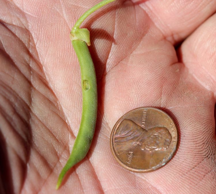 Pod feeding damage from western bean cutworm.