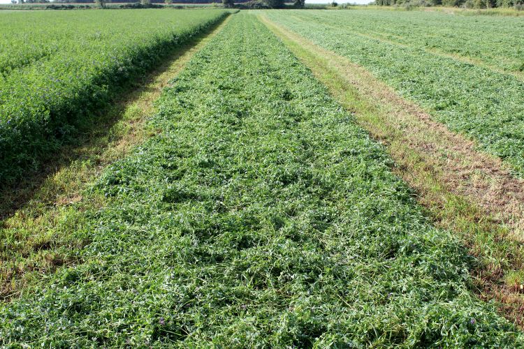 Alfalfa wide swath at 75 percent of cutting width. Photo by Phil Kaatz, MSU Extension. 