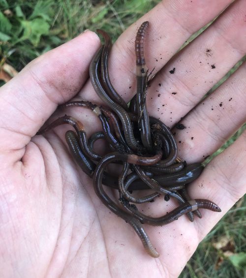 Worms in hand