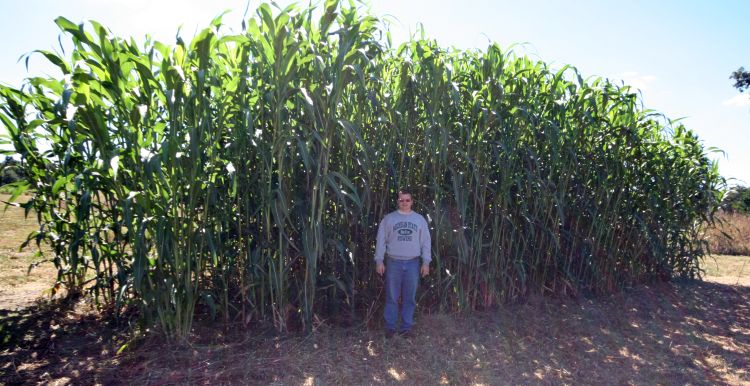 Standing in front of photoperiod sensitive sorghum grown in 2012 at the Great Lakes Bioenergy Research Center plots at the Kellogg Biological Station.