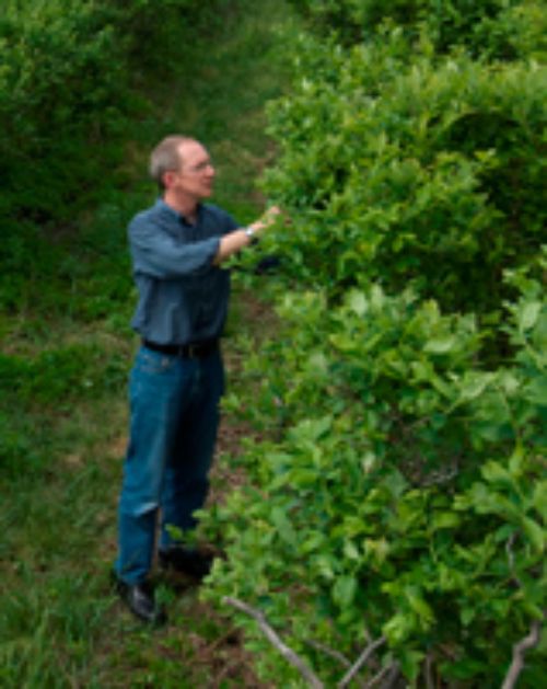 Rufus Isaacs Inspecting Fruit Crop
