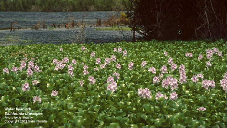 When water hyacinth plants escape or are released into the natural environment, they often form dense mats of vegetation which block out sunlight. Photo by A. Murray, University of Florida/Center for Aquatic and Invasive Plants. Used with permission.