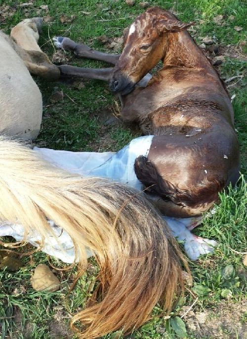 Foal being born, photo courtesy of Tom Guthrie, MSU Extension 