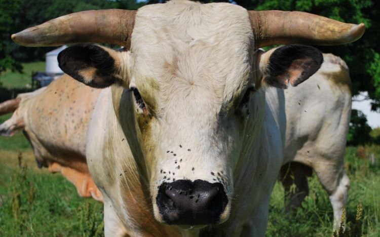 A cow looking at camera.
