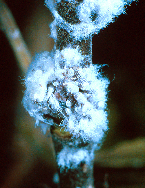  Waxy secretions resemble small tufts of wool or cotton batting. 
