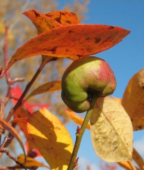 A gall on a blueberry stem.