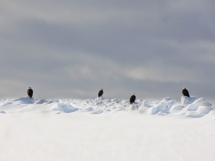Four bald eagles are perched on snow banks in the eastern Upper Peninsula.