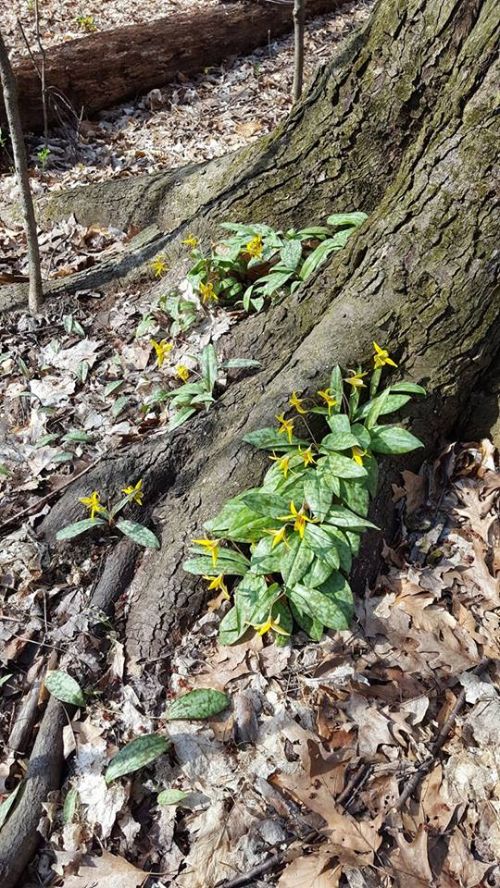 Trout lily flowers are a welcome sight in the woods in the early spring.