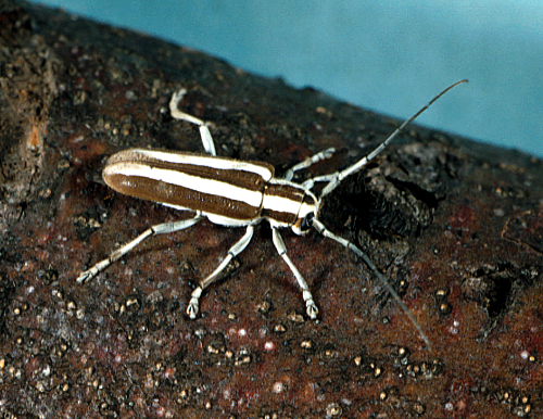  Adult has a hard, elongated body with white and brown longitudinal stripes and long antennae. 