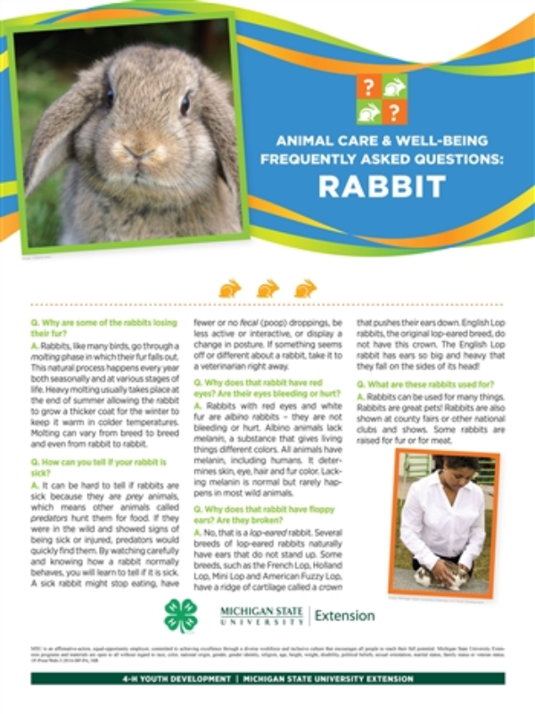 Poster with a rabbit and rabbit facts.