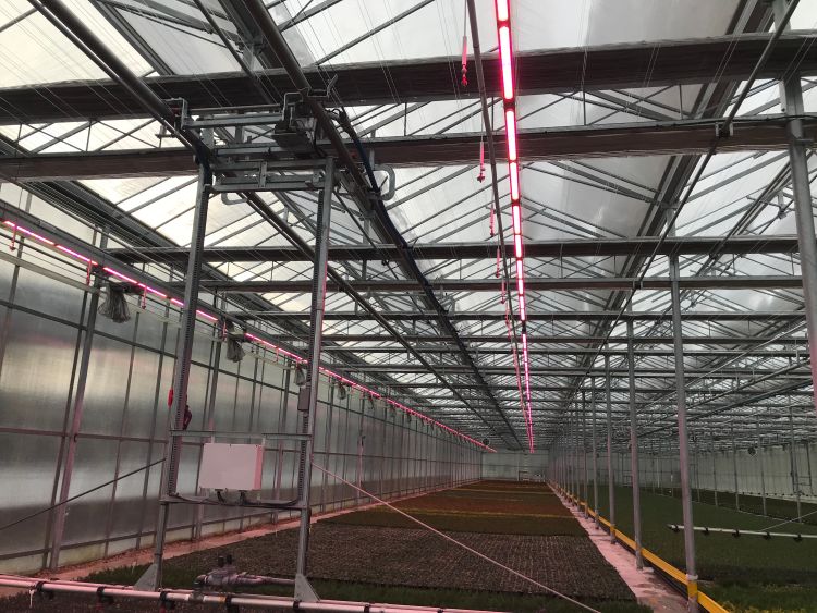 LED lights in a greenhouse