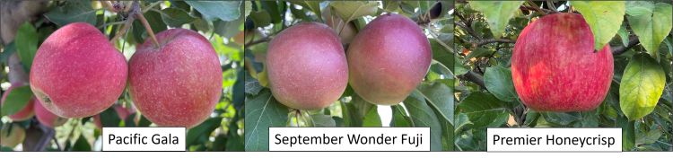 Pacific Gala, September Wonder Fuji, and Premier Honeycrisp apples.