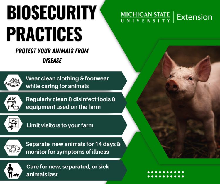 A graphic that has a pig and the MSU Extension wordmark. It says Biosecurity practices: protect your animals from disease. There are also bullet points that say wear clean clothing and footwear while caring for animals, regularly clean and disinfect tools and equipment used on the farm, limit visitors to your farm, separate new animals for 14 days and monitor for symptoms of illness, care for new, separated or sick animals last.