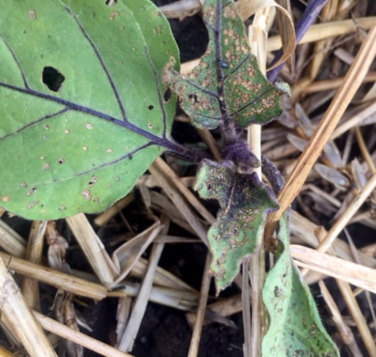 Flee beetle damage on eggplant. Photos by Edible Flint.