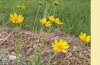 Sand coreopsis and Ticksweed