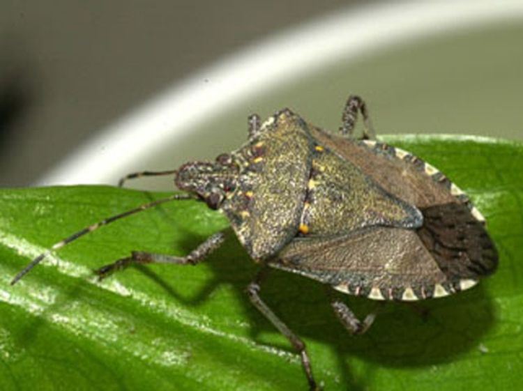 Brown marmorated stink bug adult. Photo by David R. Lance, USDA APHIS PPQ, Bugwood.org