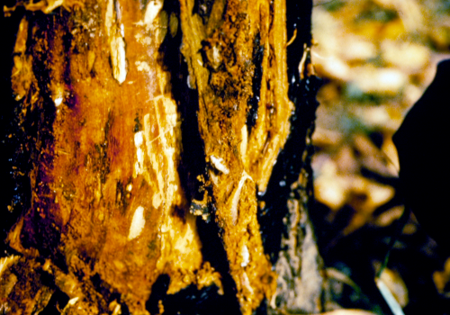 Larvae feed in the cambium layer of the trunk or scaffolds.