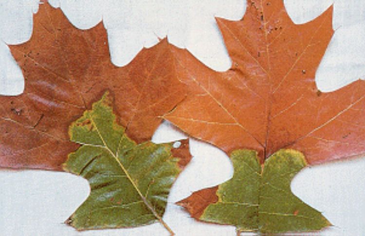 Oak wilt will turn red oak leaves into a dull green or brown. Heavy defoliation accompanies leaf wilting and discoloration.
