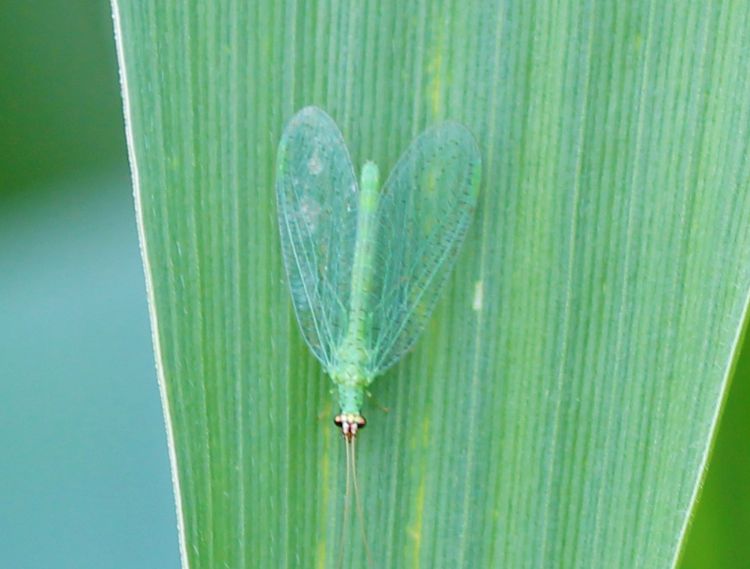 Green lacewings are valuable predators of many insect pests. All photos by Fred Springborn, MSU Extension