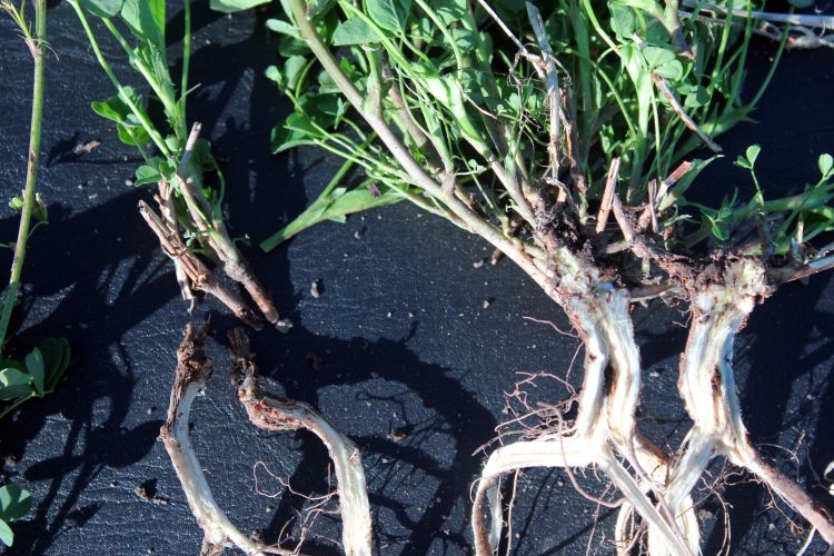 Crown rot diseases in an established alfalfa stand.