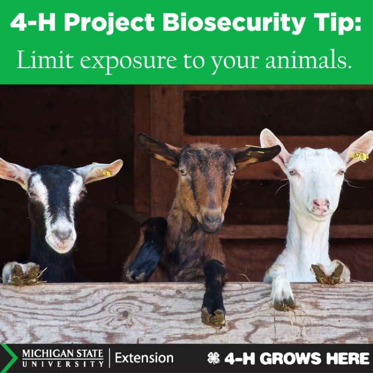 A picture of goats behind a fence. The words 4-H project biosecurity tip. Limit exposure to your animals.