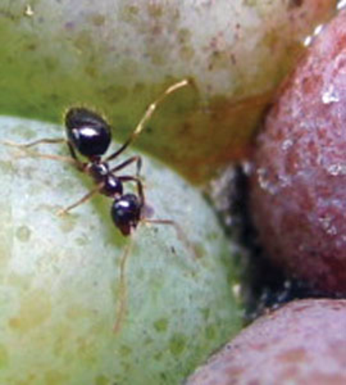 Many species of ant feed on ripe berries.