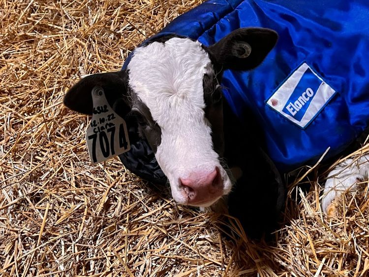 Dairy calf in a blanket in a bed of straw