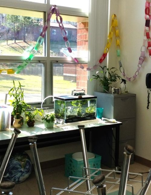 Aquariums are great learning tools in the classroom and should never be released into the wild.