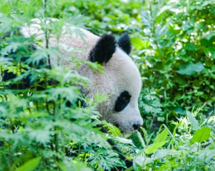 Panda in a forest