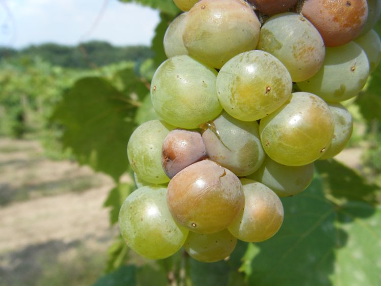 Early symptoms of Botrytis bunch rot in grapes.