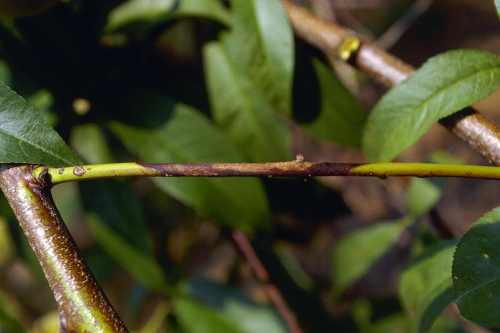  New shoots have small, reddish-brown to dark, oval cankers centered on infected buds or leaf scars. 