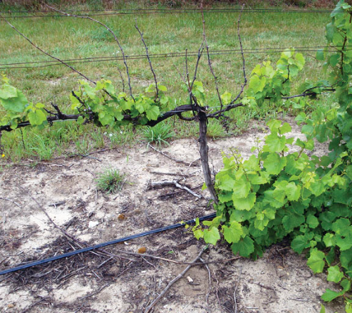 Stunted shoots on infected vine.