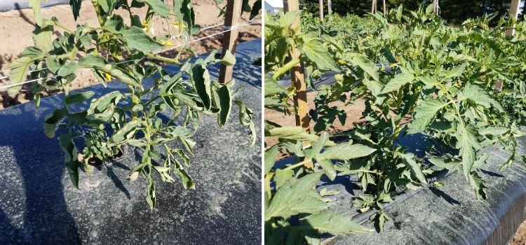 Tomato showing leaf curling and non-curling