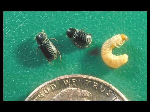 Ataenius Beetle, Aphodius Beetle, and Grub by Penny 