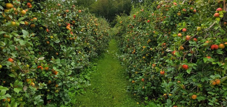 Apples in an apple orchard ready for harvesting.