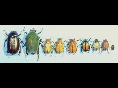 Different Beetles