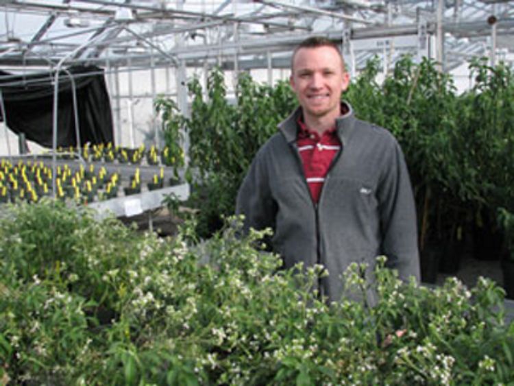 MSU research assistant Nate Durussel with stevia plants