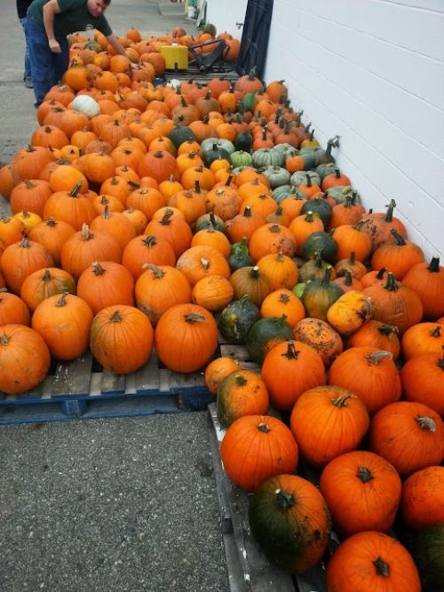 Harvested Pumpkins to be sold in the 2013 Pumpkin Fundraising Sale