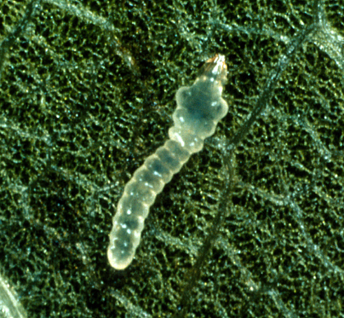  Yellowish larva has dark head and lives inside the leaf. 
